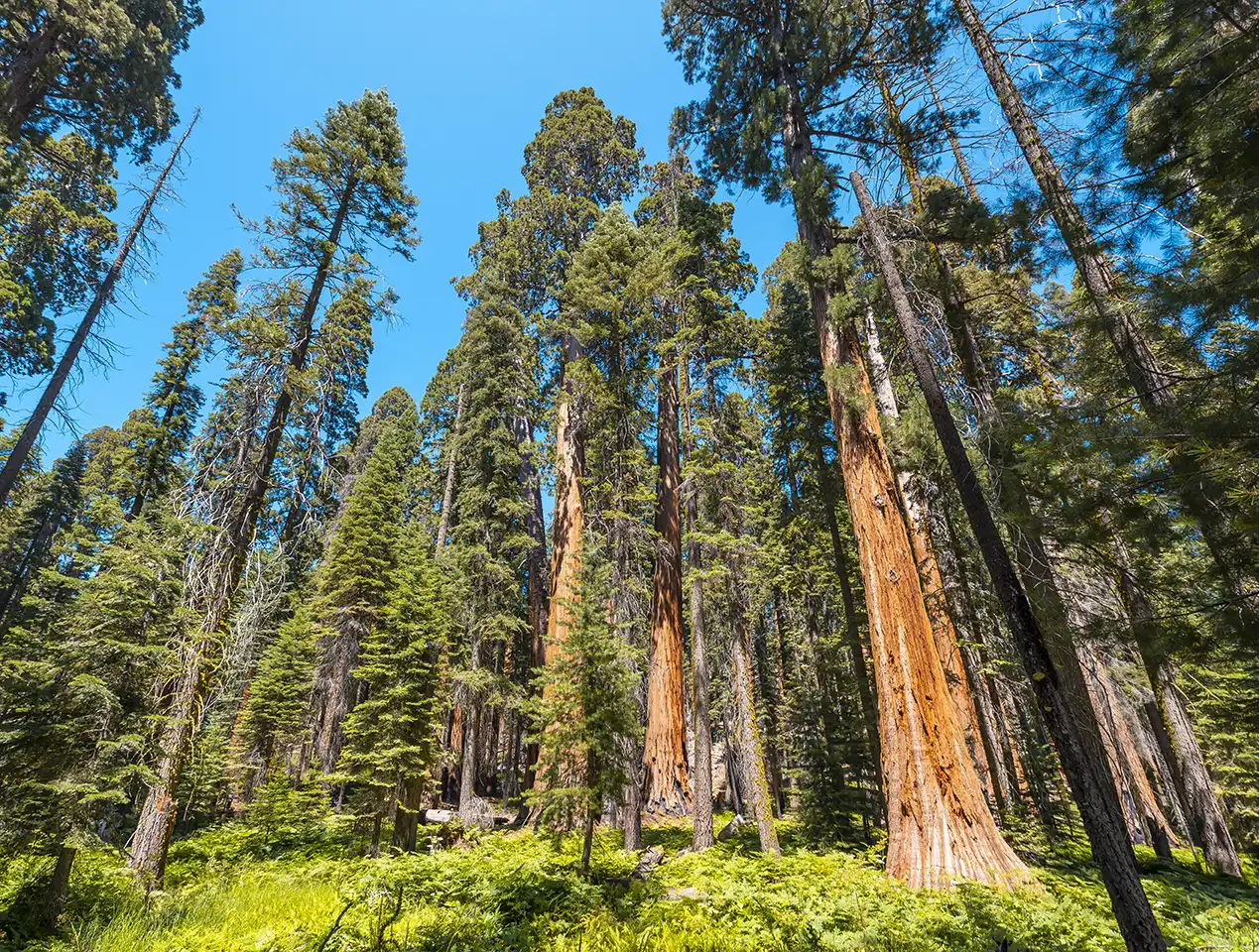 Sequoia Geant
